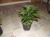 plant2.jpg