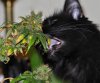 cannabis-cat-eats-your-marijuana.jpg