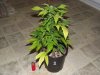 plant1.jpg