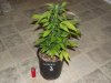 plant3.jpg