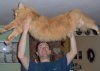 huge-maine-coon-cat.jpg