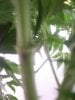 JB GROW 1 013.jpg