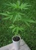 MexSeedling7_4_2003.jpg