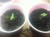 Seedlings.jpg