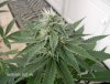 nugs 9-26-08 005.jpg