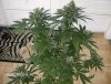 nugs 9-26-08 022.jpg