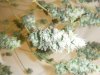 sour cream purple bud 2012.jpg