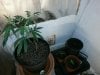 veg room 003.jpg