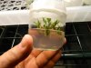 tissue culture 3 032.jpg