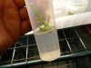 tissue culture 3 034.jpg