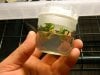 tissue culture 4 001.jpg