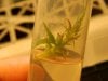 tissue culture 4 006.jpg