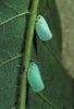 planthopper green.jpg