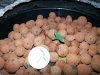 bag seed 2 day 9.jpg