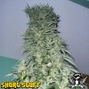 Short_Stuff_Seeds_super_stinky_auto.jpg