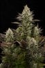 white_widow-3052.jpg