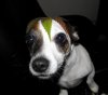 dog leaf.jpg