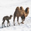 snow_camel.jpg