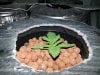 bag seed 1 day 13.jpg