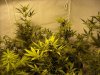 first_grow_051.jpg