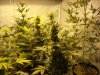 first_grow_052.jpg