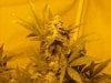 first_grow_058.jpg