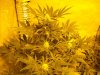 first_grow_055.jpg