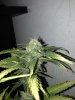 flowering day 31 (1).jpg