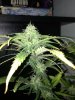 flowering day 31 (3).jpg