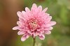 250px-Chrysanthemum_sp.jpg