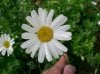 800px-Tanacetum_cinerariifolium1.jpg