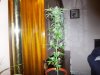 2012 christmas grow 004.jpg