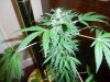 2012 christmas grow 005.jpg