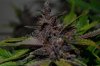 purp4.jpg