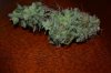 blue treat1.jpg
