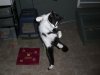 Break_Dancing_Cat_-dWoSLdmE4GDTCcD0U7Kg.jpg