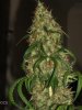 mature-marijuana-flowers-9.jpg