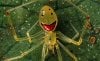 smiley pider_cleaned.jpg