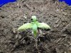 My Seedling1.jpg