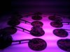 vegetative growth.JPG