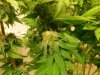 SeedsMan White Widow Lower Budsite.jpg