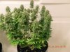 SeedsMan White Widow Side View.jpg