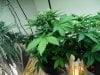 Seedsman White Widow F.I.M'd Side View.jpg