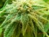 Dinafem Blue Widow Lower Budsite.jpg