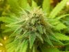 Dinafem Blue Widow Upper Budsite 3.jpg