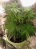 Chemmy Jones. 1st week of flowering..jpg