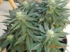 Delicious Seeds Critical Jack w: 6 Main Colas.jpg