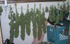 plant right.jpg