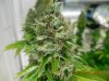 Nirvana "Autoflowering" Bubblicious Cola 4.jpg