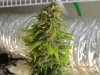 DinaFem Blue Widow Cola 1 .jpg